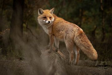 Fuchs im Wald (Veluwe) von Frans Roos
