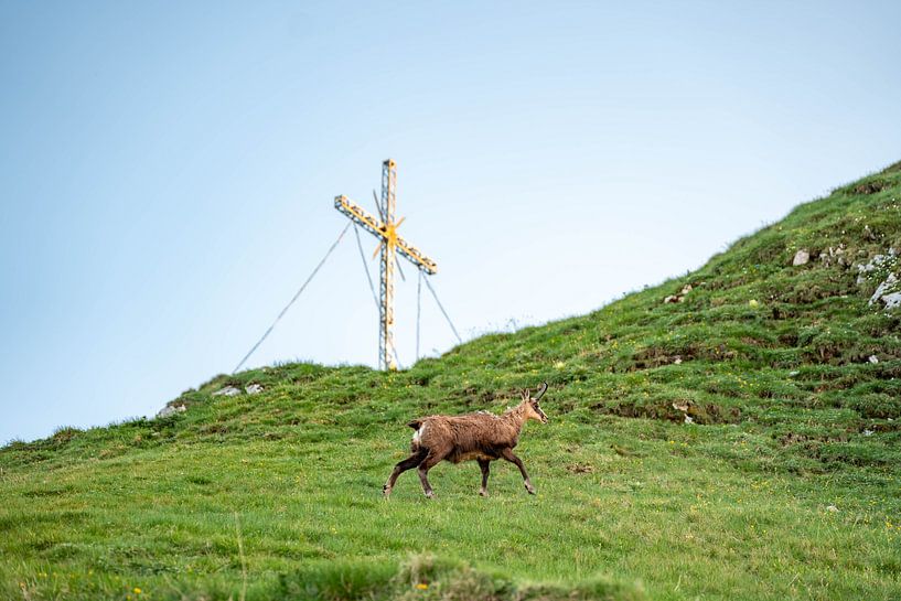 Chamois at the summit cross by Leo Schindzielorz