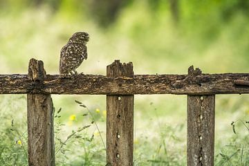 Little owl on fench