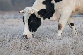Cow on a winter morning by Kim de Groot