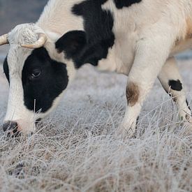 Kuh an einem Wintermorgen von Kim de Groot