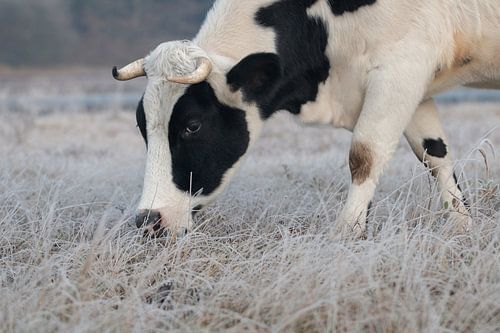 Cow on a winter morning