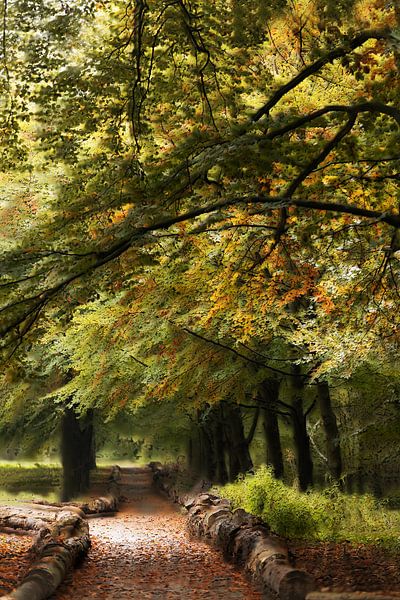 Herbst im Wald von Ingrid Van Damme fotografie