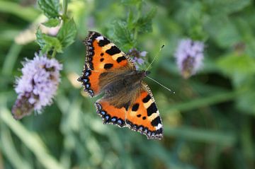 Mooiste vlinder van Nederland sur Max van Leeuwen