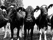 Nieuwsgierige koeien op een rij. van Jessica Berendsen thumbnail