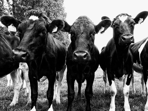 curious cows in a row
