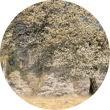 Krentenboom vol witte bloesem van Karla Leeftink
