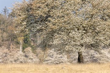 Krentenboom vol witte bloesem