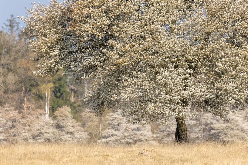 Currant tree full of white blossoms by Karla Leeftink