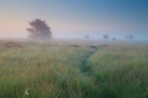 Path in the mist von Olha Rohulya