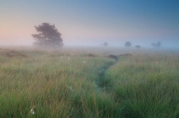Path in the mist van Olha Rohulya