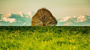 Tree in front of mountains sur Holger Debek