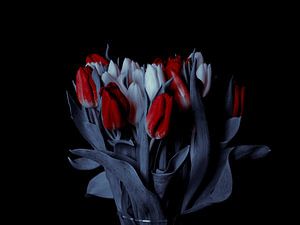 tulp art
