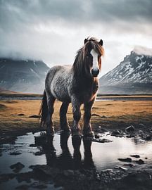 Icelandic horse in nature