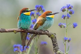 Bee-eater pair by Katinka Mann