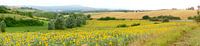 Sunflower fields in the south of France by Corinne Welp thumbnail