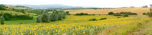 Champs de tournesols du sud de la France sur Corinne Welp