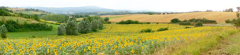 Sunflower fields in the south of France by Corinne Welp