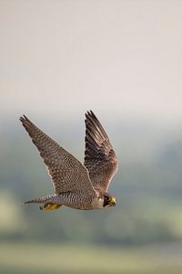 Wanderfalke * Falco peregrinus * im Flug hoch über der Landschaft