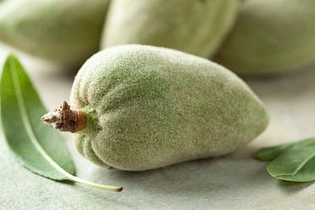Verse groene amandel noot en blad
