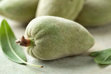 Verse groene amandel noot en blad van Frans Rombout