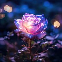 Nebula Rose