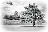Nature: Big Tree von Evert Jan Looise Miniaturansicht