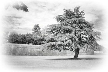 Nature: Big Tree van Evert Jan Looise