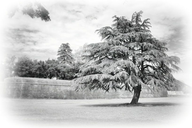 Nature: Big Tree von Evert Jan Looise