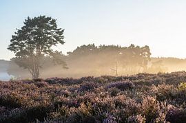 Rozendaal-Feld Teil 4 von Tania Perneel