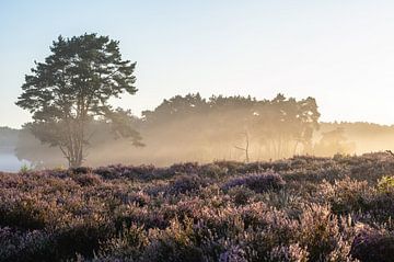 Rozendaalse veld part 4 van Tania Perneel