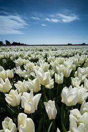 veld met witte tulpen by Arjen Schippers