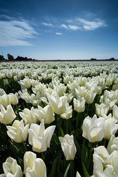 veld met witte tulpen