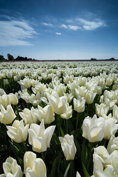 veld met witte tulpen von Arjen Schippers
