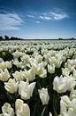 veld met witte tulpen von Arjen Schippers Miniaturansicht