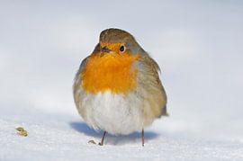 Robins in the snow by Remco Van Daalen