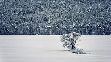 Begin van de winter van Manjik Pictures