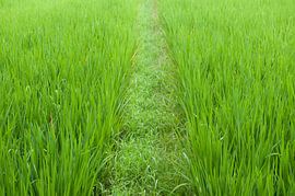 Ubud Bali Paddy by Richard Wareham