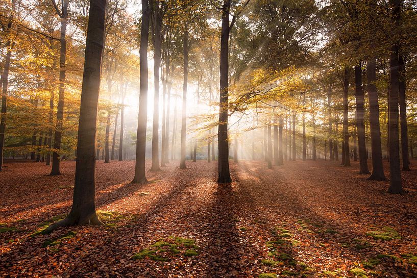 Herbst im Wald von Claire Droppert