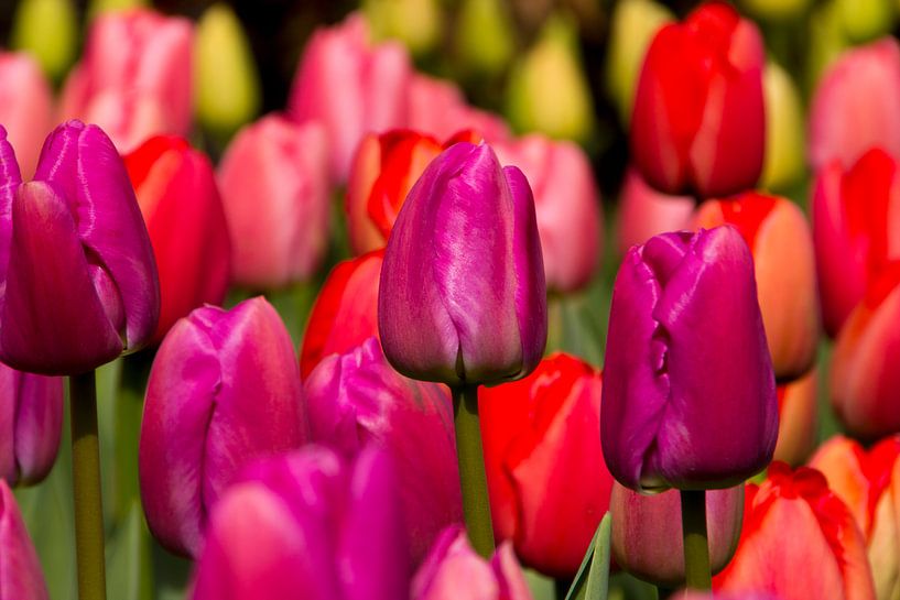 Tulips  by Martin Helmich