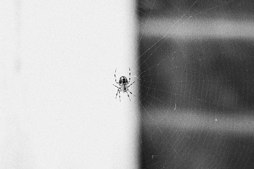 Spin in web