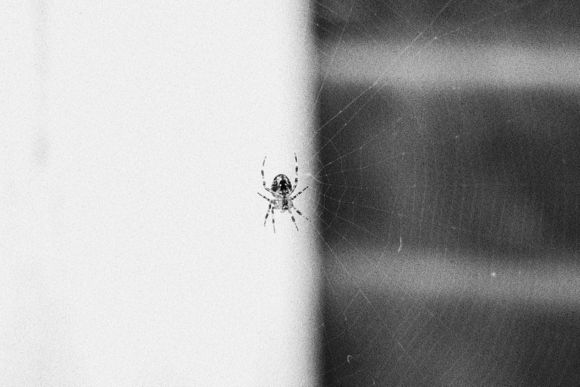 Spin in web by Geertruida van der Ploeg