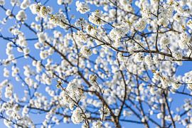 Blossoming fruit tree in spring by Werner Dieterich