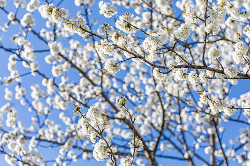 Bloeiende fruitboom in de lente
