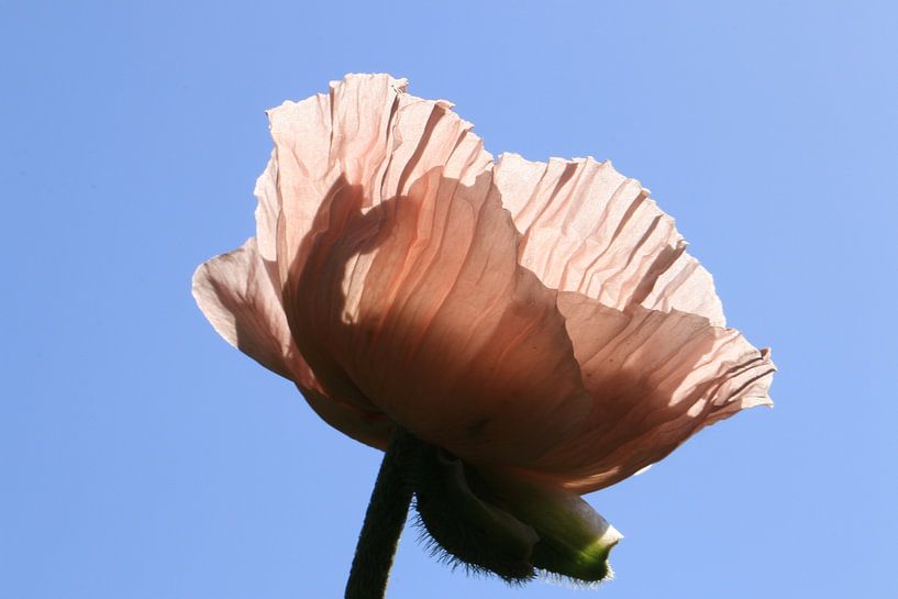 Poppy / poppy by Bärbel Severens