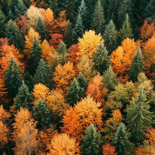Herfst bos uitbarsting van kleur