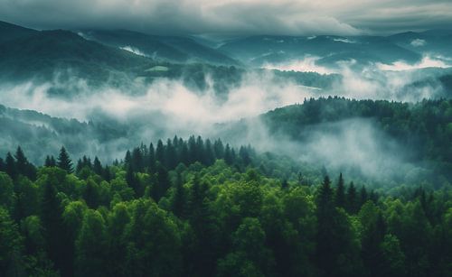 Morning mist over trees