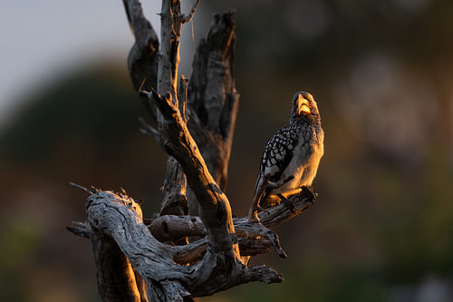 Southern Yellow-Billed Hornbill Perched on Dead Tree in Backligh