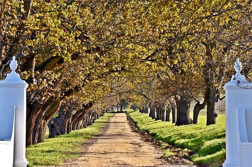 une allée de chênes dans un domaine viticole