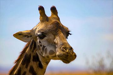 Masai giraffe van Peter Michel